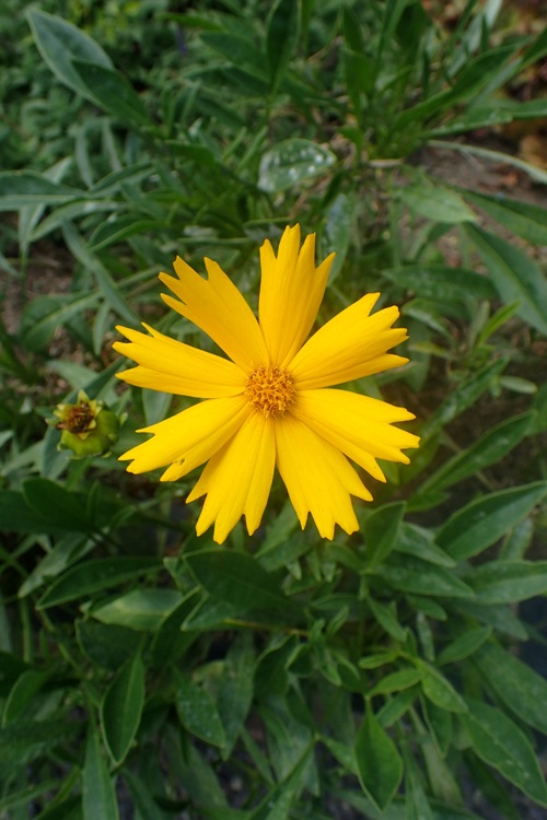COREOPSIS GRANDIFLORA CHRISTCHURCH