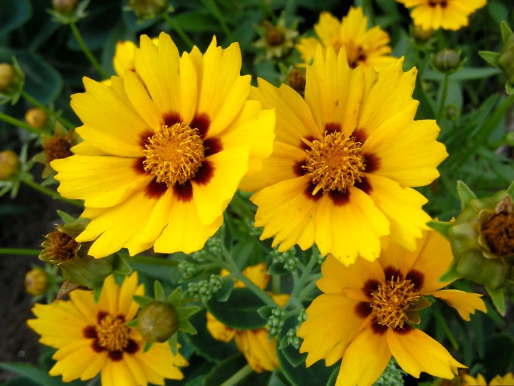 COREOPSIS GRANDIFLORA SONNENKIND