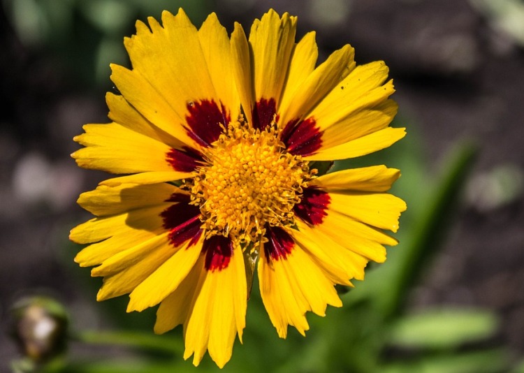 COREOPSIS GRANDIFLORA SONNENKIND