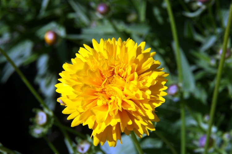 COREOPSIS GRANDIFLORA SUNRAY