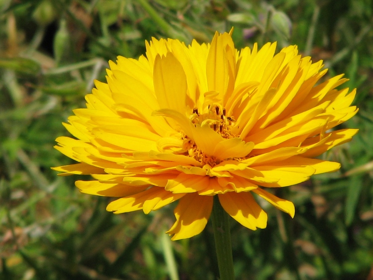 COREOPSIS GRANDIFLORA SUNRAY