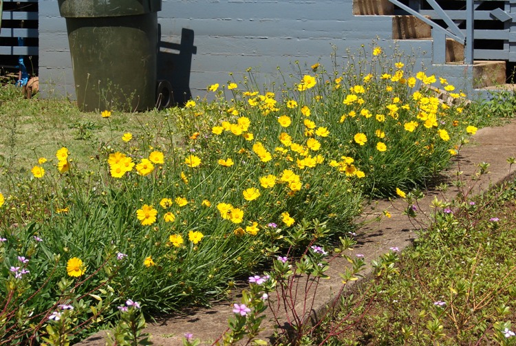 COREOPSIS LANCEOLATA GOLDTALER