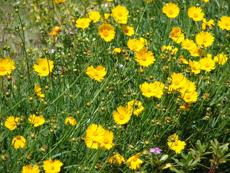 COREOPSIS LANCEOLATA GOLDTALER