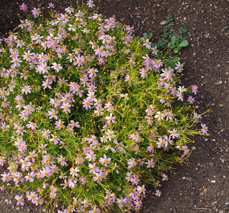 COREOPSIS ROSEA AMERICAN DREAM