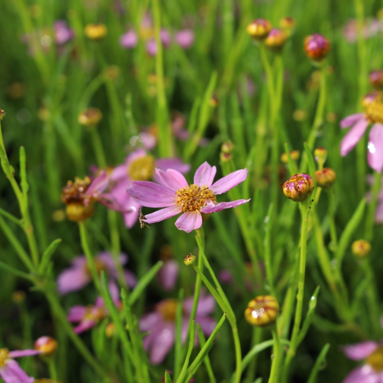COREOPSIS ROSEA AMERICAN DREAM