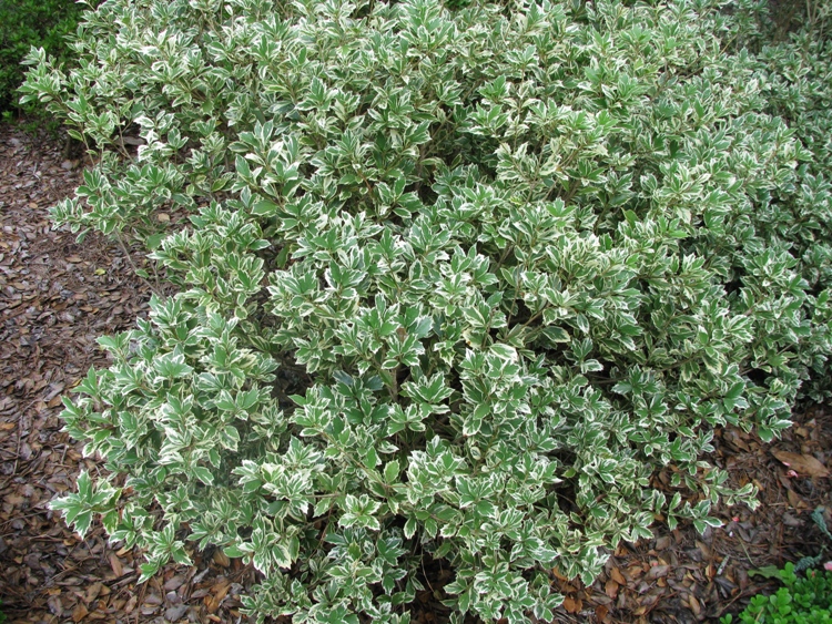 OSMANTHUS HETEROPHYLLUS VARIEGATUS