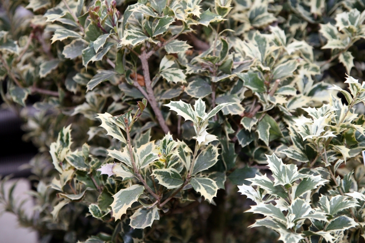 OSMANTHUS HETEROPHYLLUS VARIEGATUS