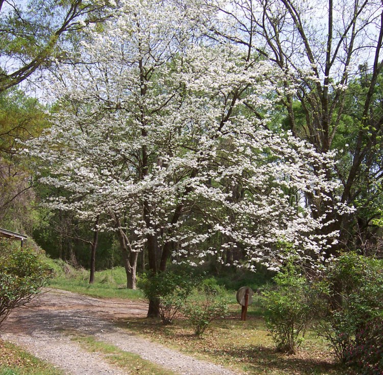 CORNUS FLORIDA ALBA