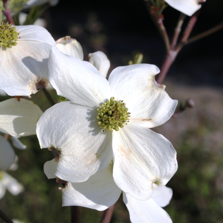 CORNUS FLORIDA ALBA