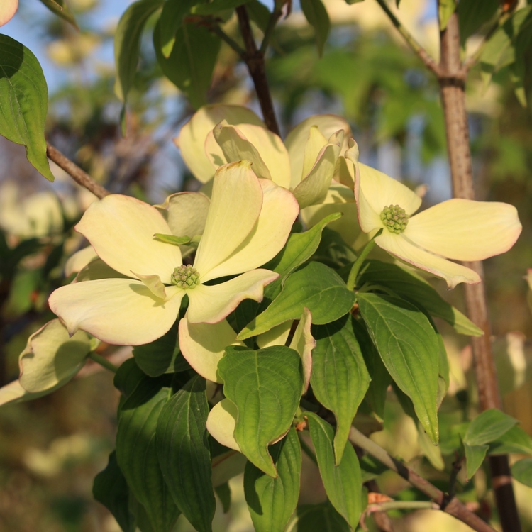 CORNUS FLORIDA ALBA