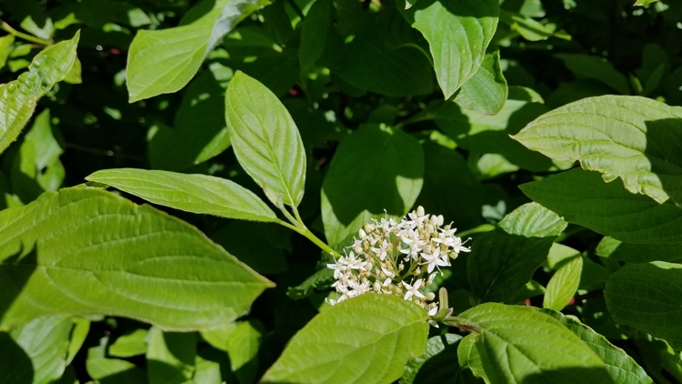 CORNUS STOLONIFERA KELSEYI