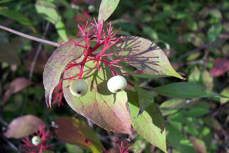 CORNUS STOLONIFERA KELSEYI