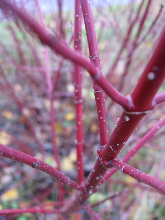 CORNUS STOLONIFERA KELSEYI