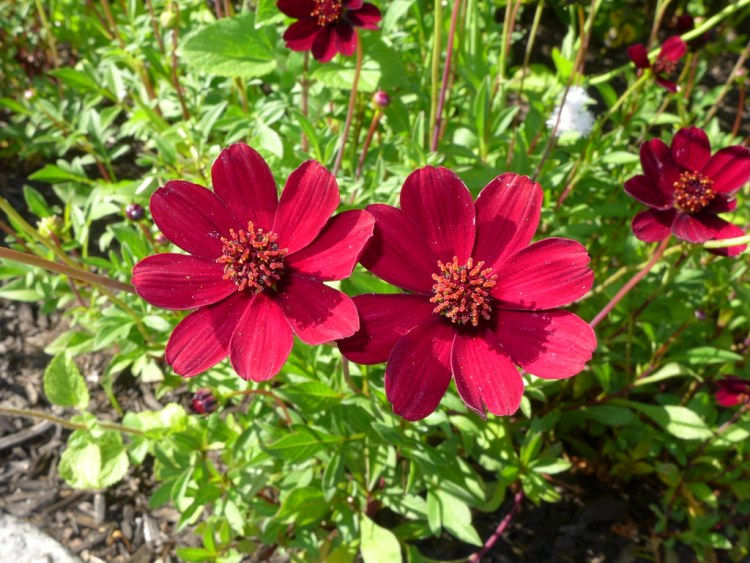 COSMOS ATROSANGUINEUS