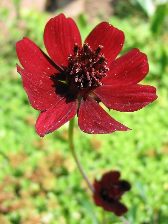 COSMOS ATROSANGUINEUS