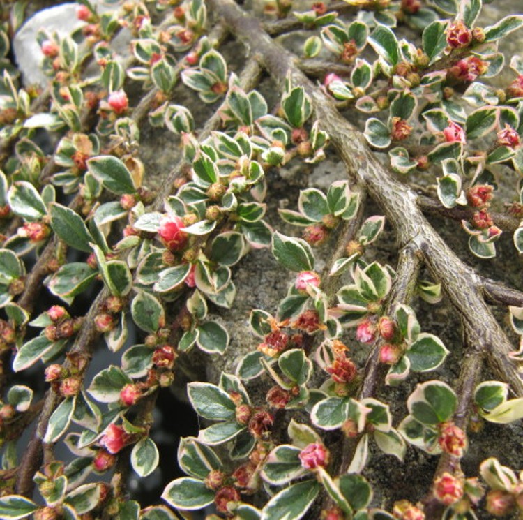 COTONEASTER HORIZONTALIS ATROPURP. VARIE