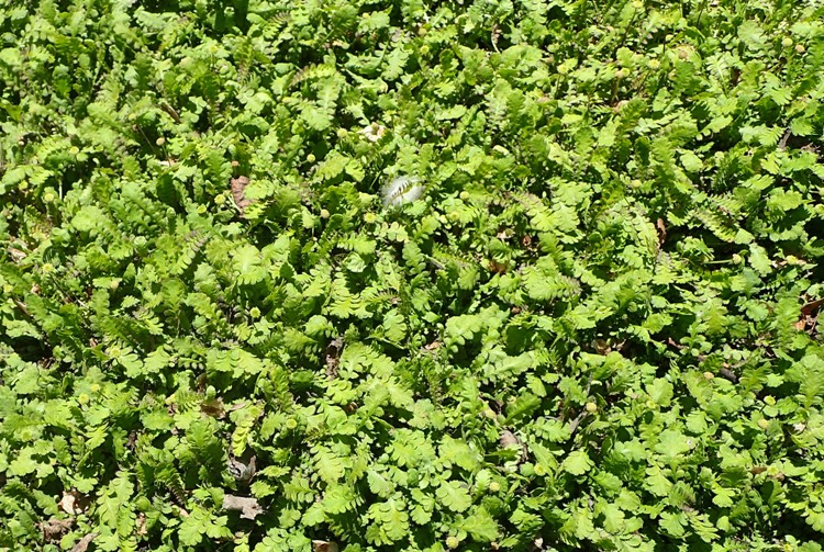 COTULA (LEPTINELLA) DIOICA