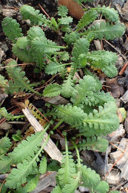 COTULA (LEPTINELLA) DIOICA