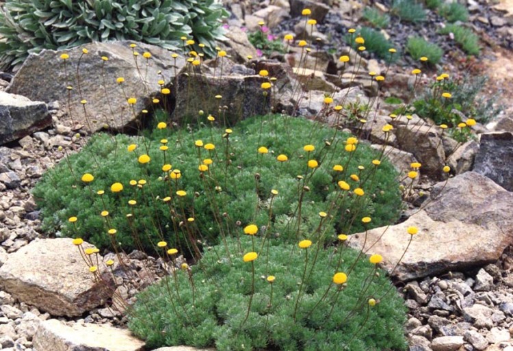 COTULA (LEPTINELLA) HISPIDA