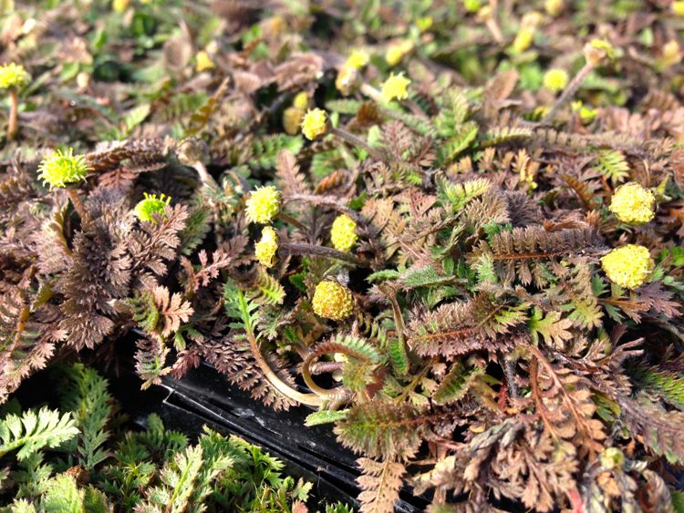 COTULA (LEPTINELLA) POTENTILLINA