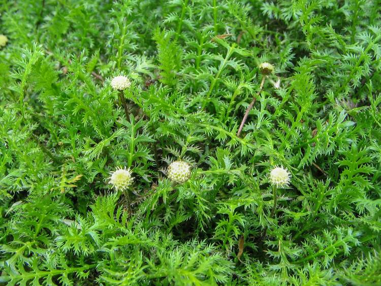 COTULA (LEPTINELLA)SQUALIDA