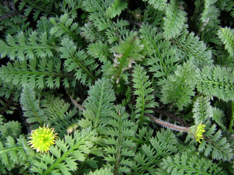 COTULA (LEPTINELLA)SQUALIDA