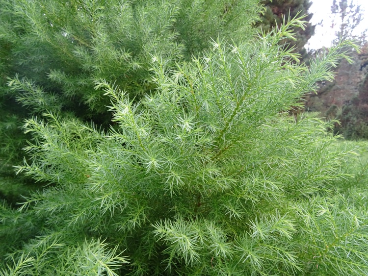 CRYPTOMERIA JAPONICA ELEGANS
