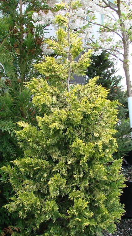 CUPRESSOCYPARIS LEYLANDII GOLD RIDER