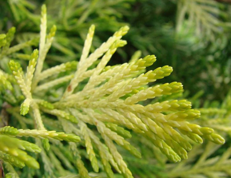 CUPRESSOCYPARIS LEYLANDII GOLD RIDER