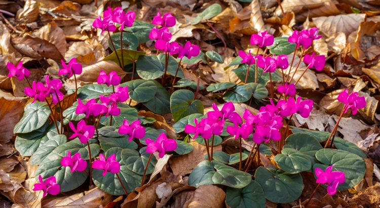 CYCLAMEN COUM