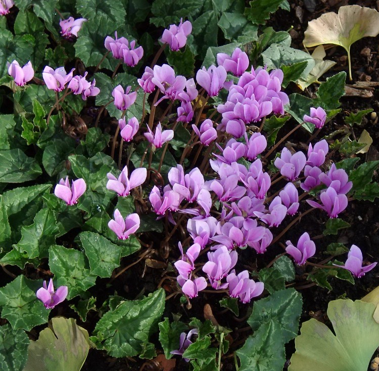 CYCLAMEN HEDERIFOLIUM