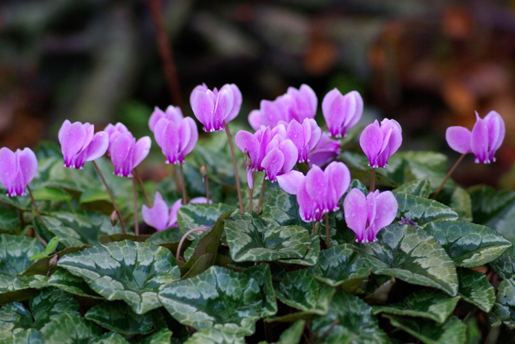 CYCLAMEN HEDERIFOLIUM