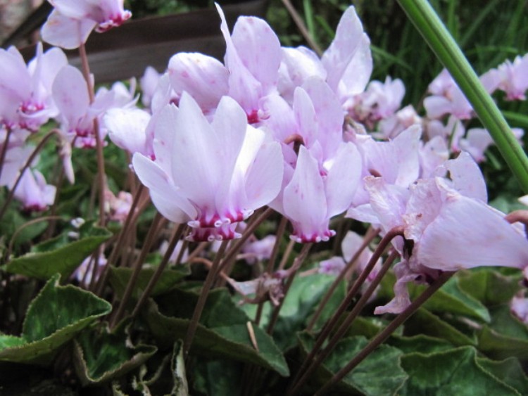 CYCLAMEN HEDERIFOLIUM