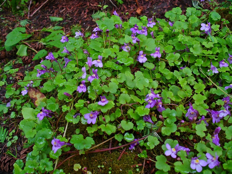 CYMBALARIA MURALIS