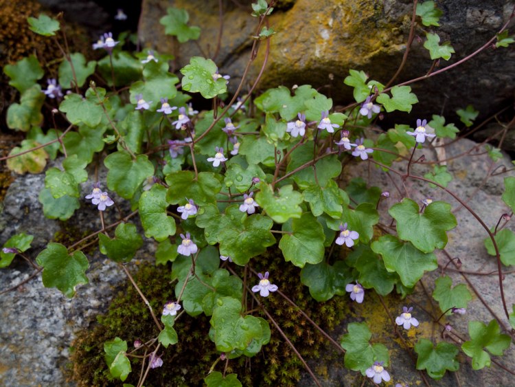 CYMBALARIA MURALIS
