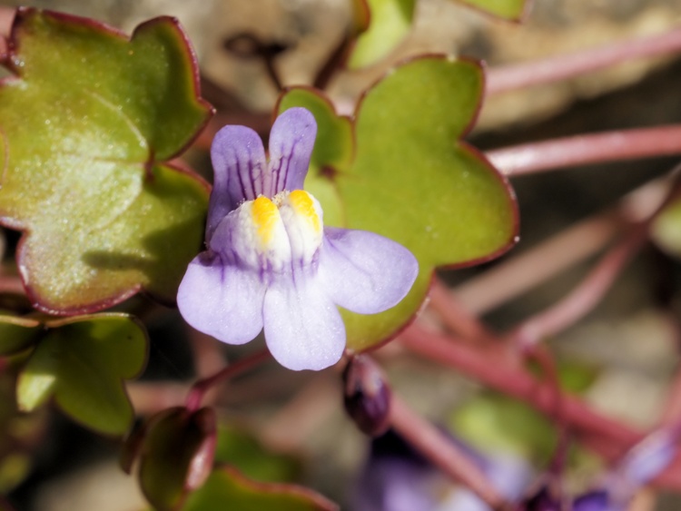 CYMBALARIA MURALIS
