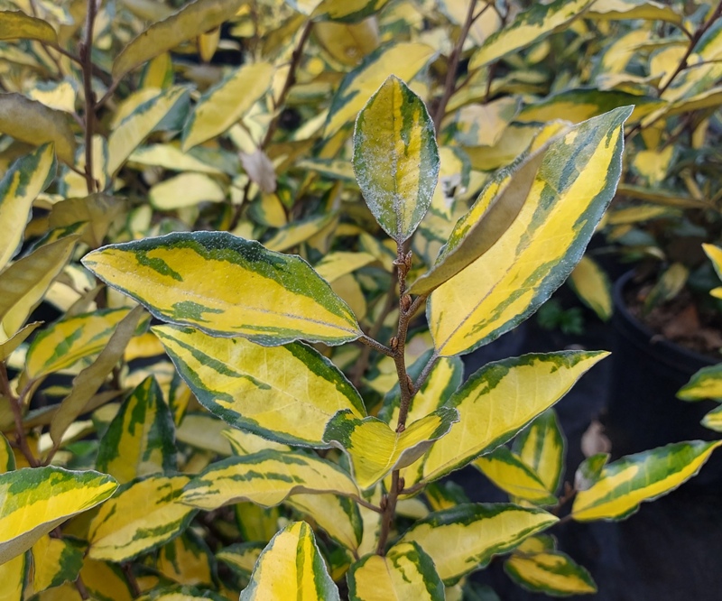 ELAEAGNUS EBBINGEI ELEADOR