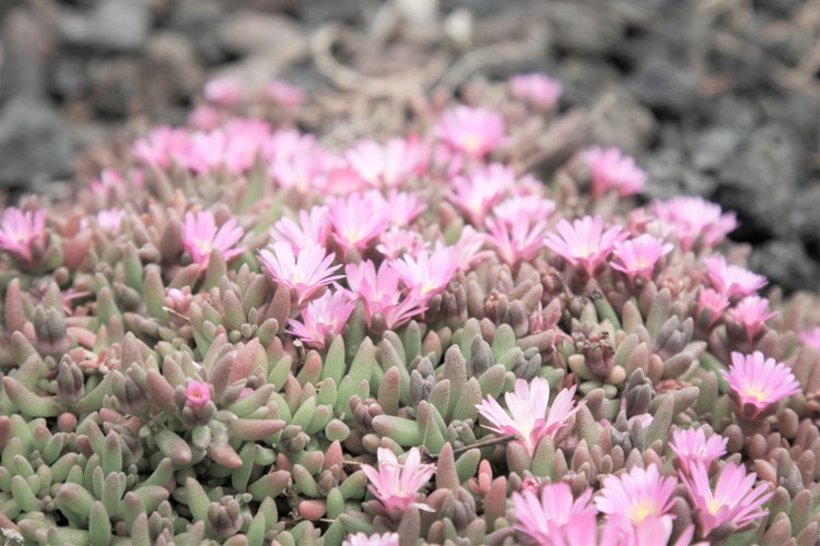 DELOSPERMA BEAUFORD WEST