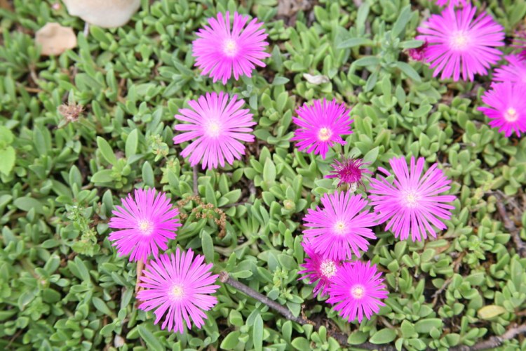 DELOSPERMA JOHN PROFFITT