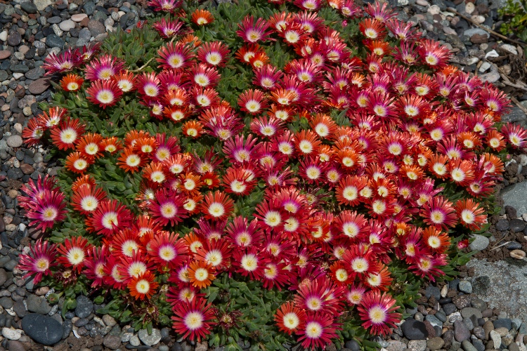 DELOSPERMA RED MOUNTAIN