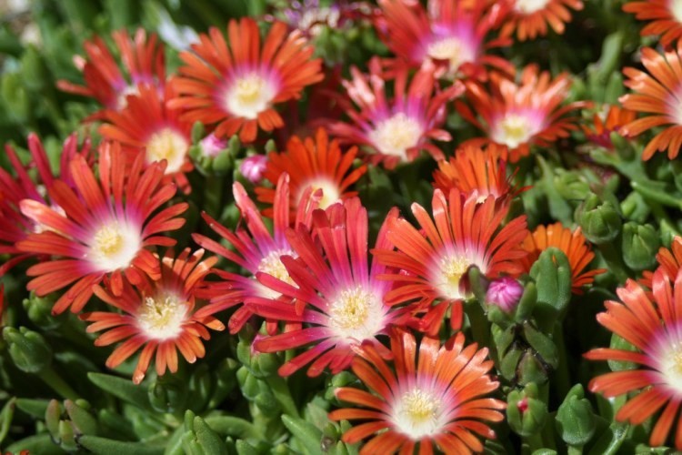 DELOSPERMA RED MOUNTAIN