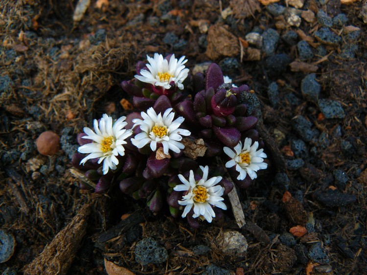 DELOSPERMA ALPINUM (SANI-PASS)