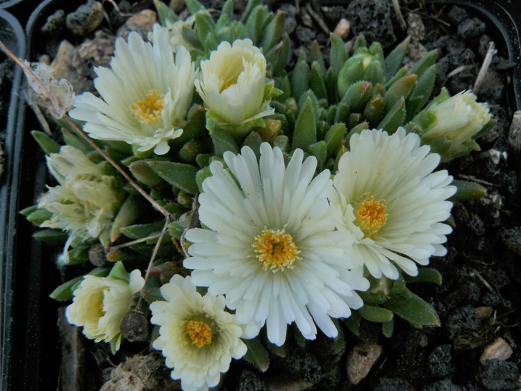DELOSPERMA CONGESTUM ALBUM