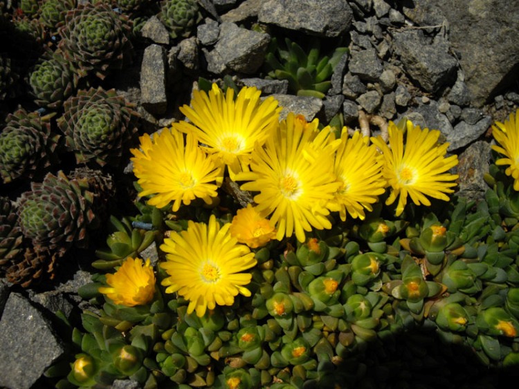 DELOSPERMA CONGESTUM GOLD NUGGET