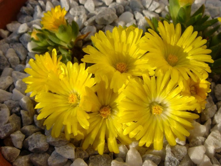 DELOSPERMA CONGESTUM GOLD NUGGET
