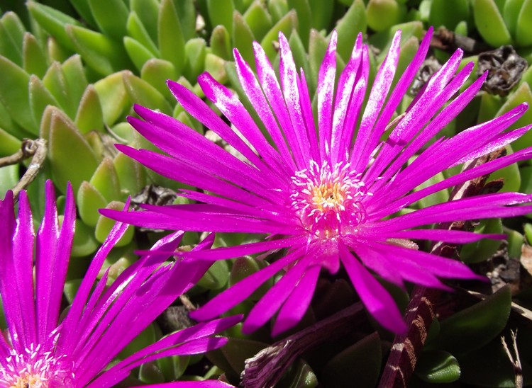 DELOSPERMA LEVISIAE