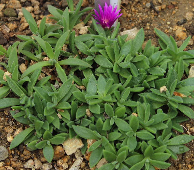 DELOSPERMA SUTHERLANDII