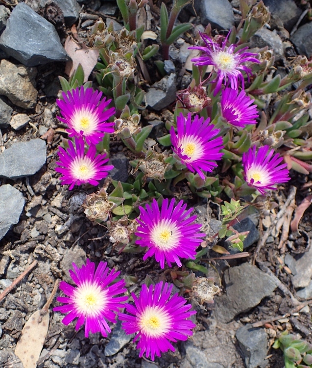 DELOSPERMA SUTHERLANDII