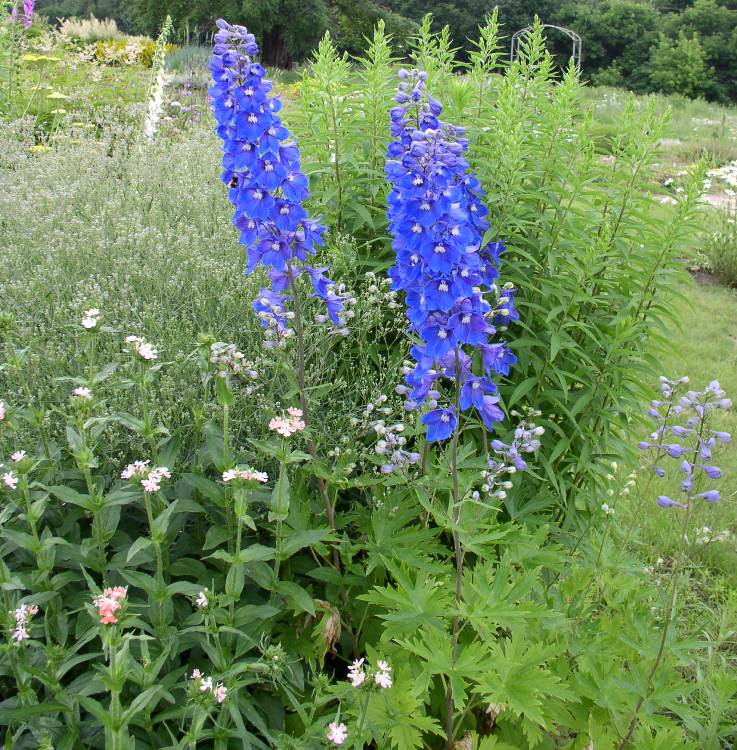 DELPHINIUM AURORA BLUE