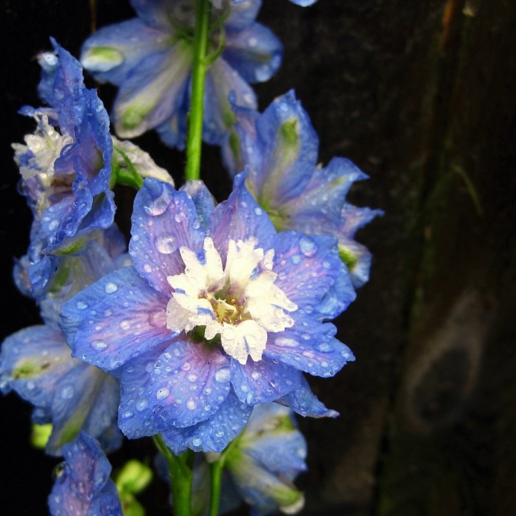 DELPHINIUM AURORA BLUE